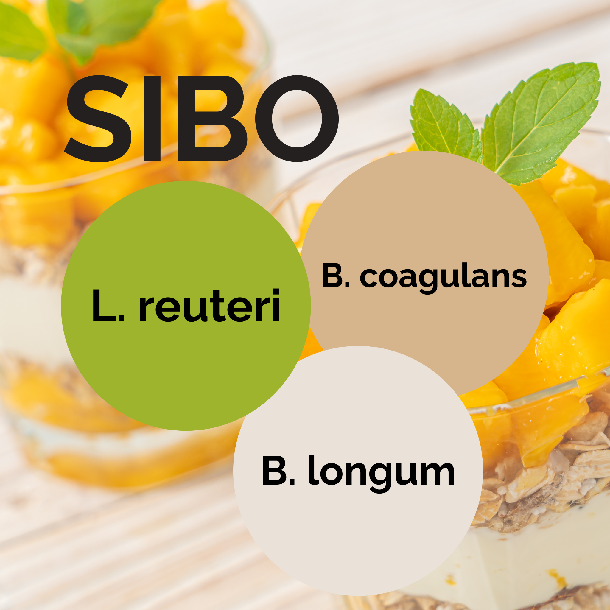 L. reuteri + B. coagulans + B. longum | Ensemble de démarrage pour yaourt | SIBO | Cultures de démarrage | Pack de 3