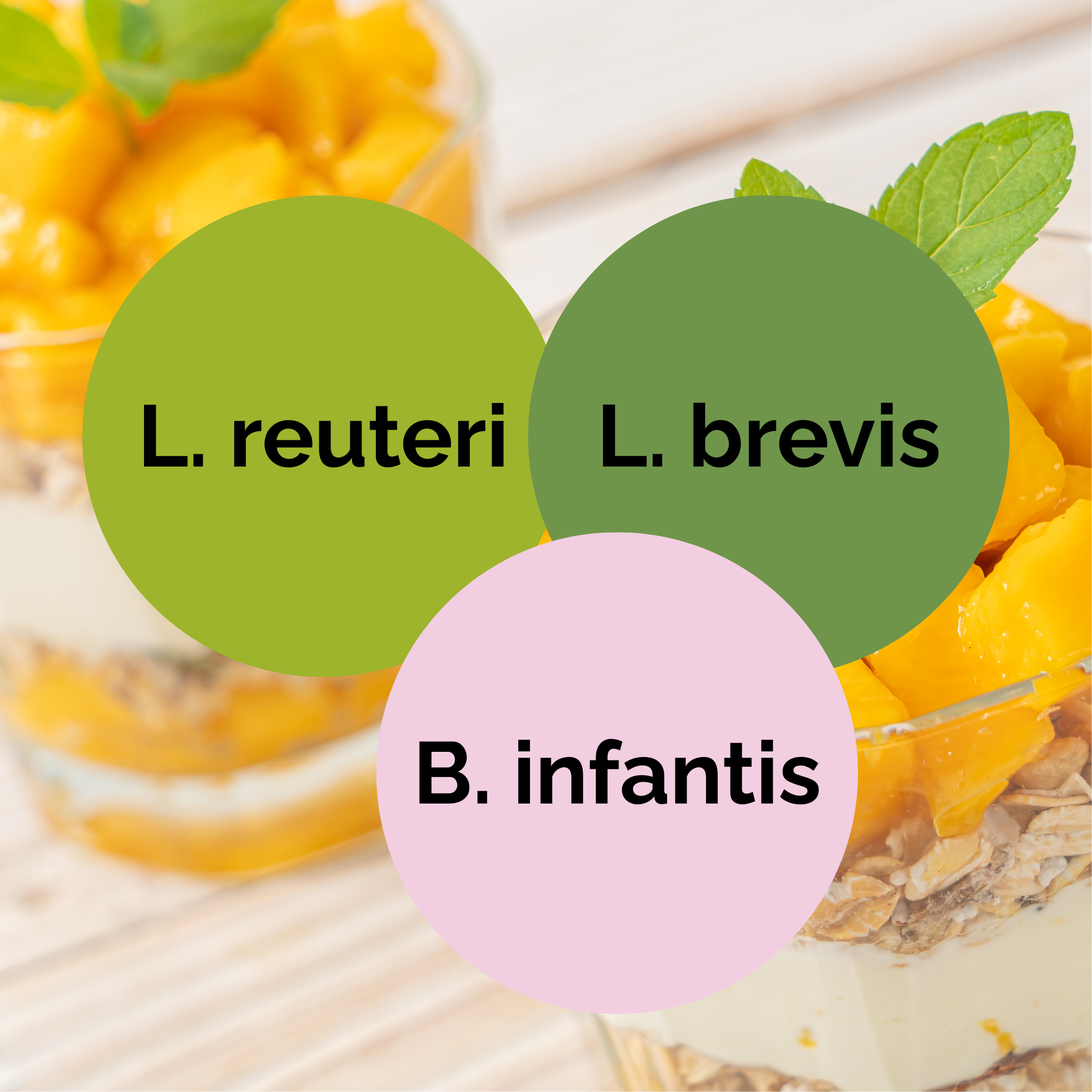 L. reuteri + L. brevis + B. infantis | Ensemble de démarrage pour yaourt | Cultures de démarrage | Pack de 3