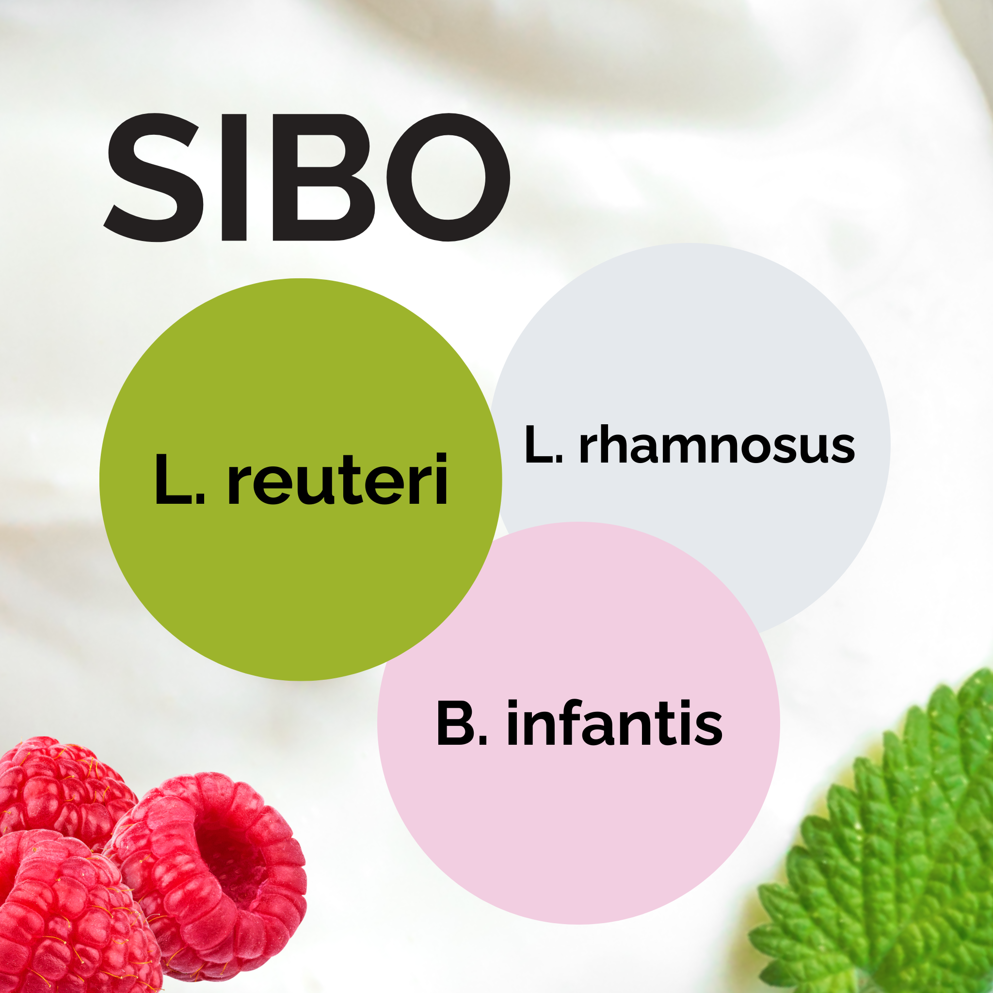 L. reuteri + L. rhamnosus + B. infantis | Ensemble de démarrage pour yaourt | SIBO | Cultures de démarrage | Pack de 3