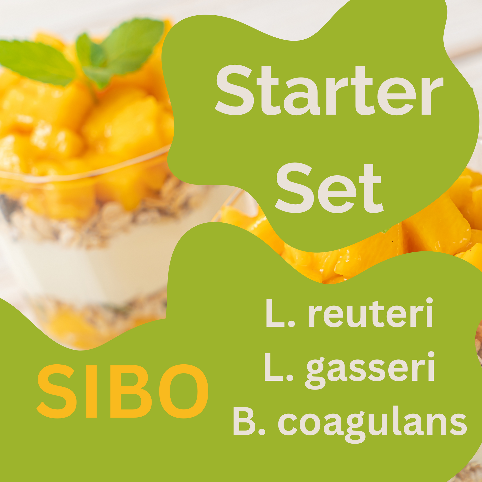 Starter-Set L. reuteri, L. gasseri, B. coagulans-Yaourt | Yaourt SIBO