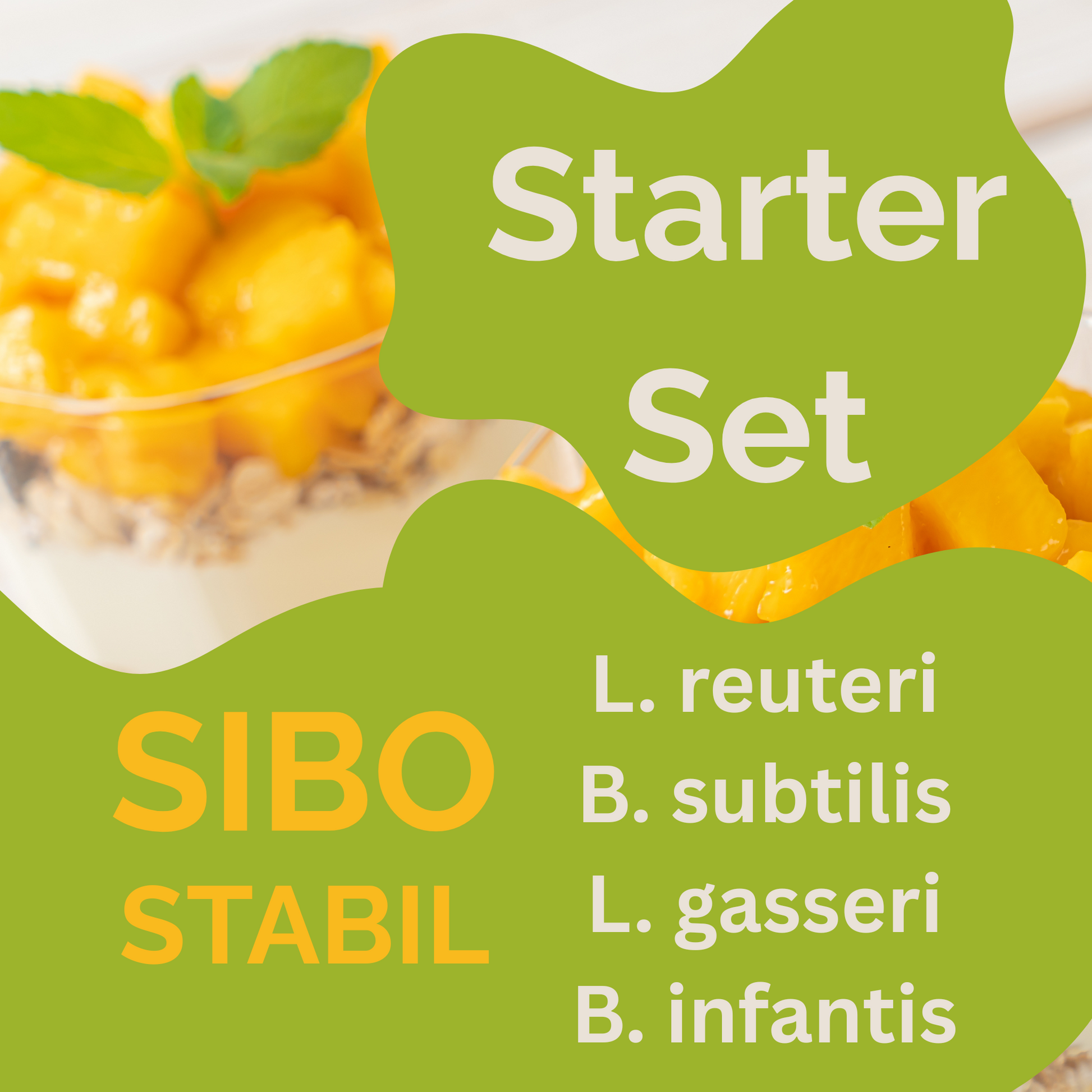 Kit de démarrage „SIBO Stabil" | L. reuteri, B. subtilis, L. gasseri, B. infantis-Yaourt