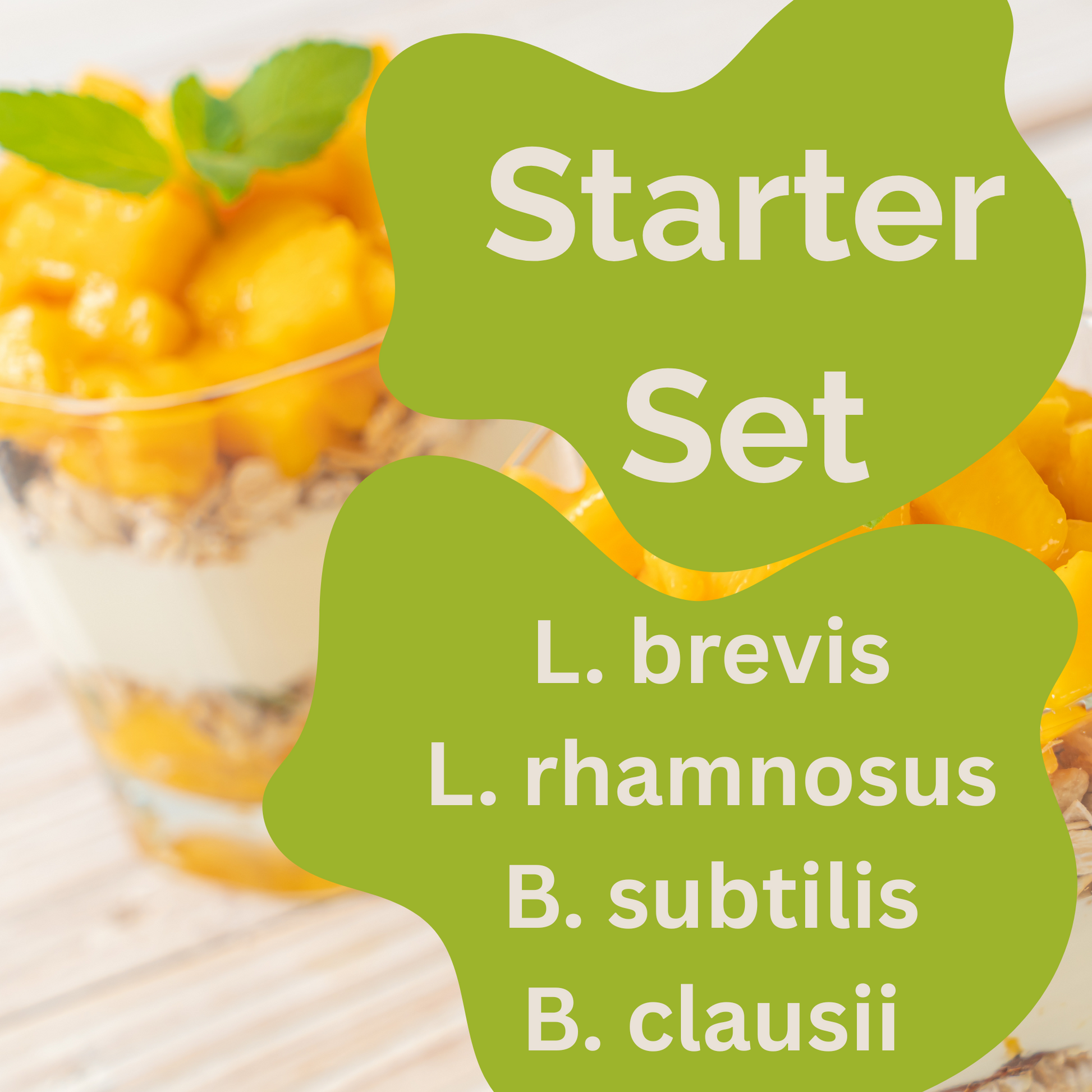 Starter-Set « Spore Gut » | L. brevis, L. rhamnosus, B. subtilis, B. clausii-Yaourt